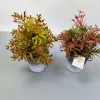Bonsai Specification image